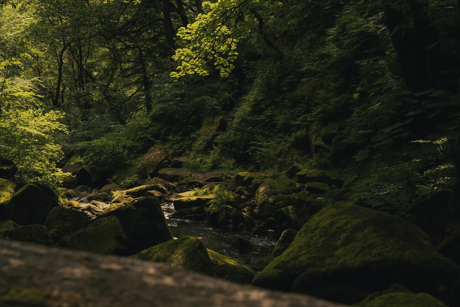 Burbage Brook tumbling through the oak woods of Padley Gorge